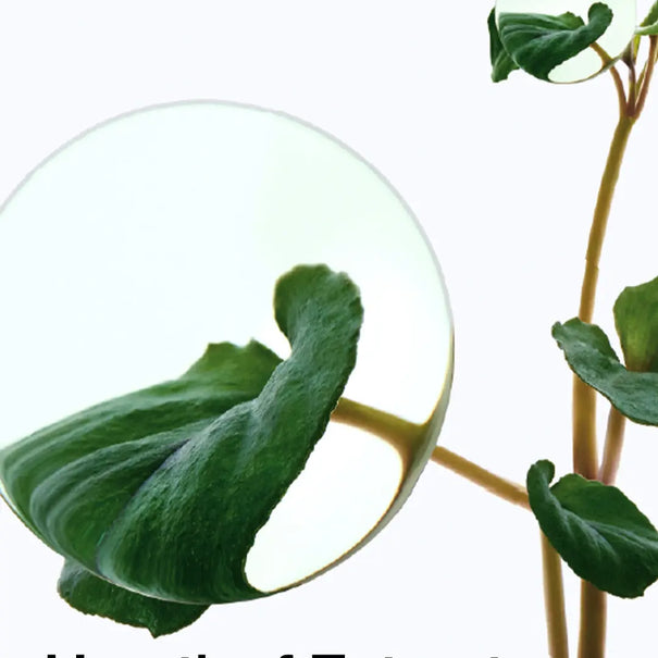 Anua Heartleaf 77% Toner Pads - JOLIE'S