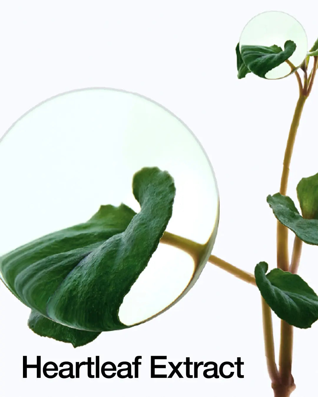 Anua Heartleaf 77% Toner Pads - JOLIE'S